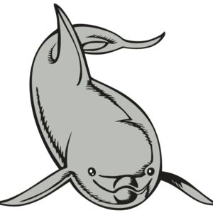 BAW DOLPHIN 02 RC Thumbnail